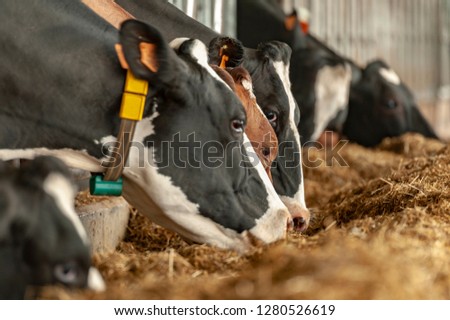 Milk cows at the farm Royalty-Free Stock Photo #1280526619