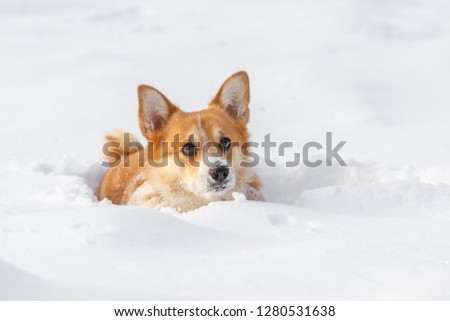 Welsh Corgi dog Pembroke plays in the winter snow on a walk