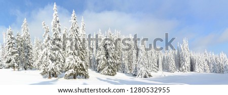 field with trees covered with snow
