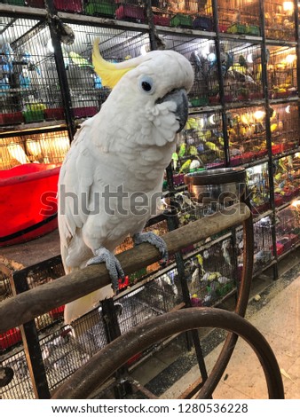 Here’s the picture of beautiful picture of this white colored parrot. Cockatoo in a bird shop