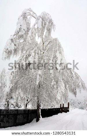 a tree loaded with snow