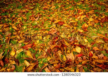 Colored ground with the arrival of autumn season in a tropical climate. Colorful fallen leaves background image. yellow leaves pattern to wall paper.