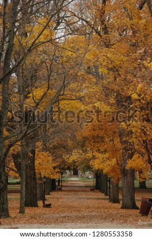 A path with leaves.