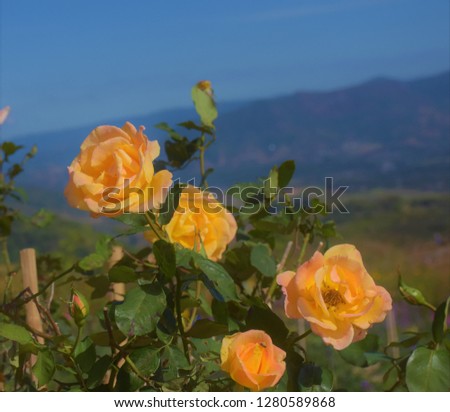 yellow rose flower in garden and mountain backgroud