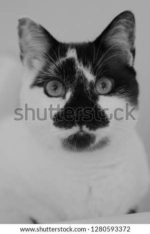 Kitty Cat pic