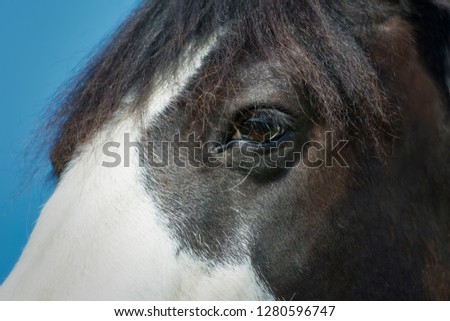 Reflections in the eye of a horse