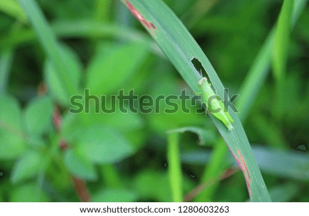 insect  on  the  Leaves