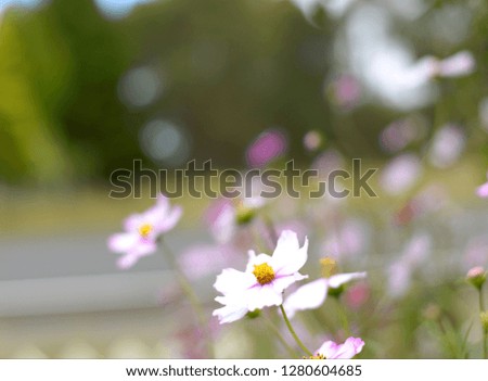 Impressionist Bokeh Cosmos Garden with little pink and white flowers