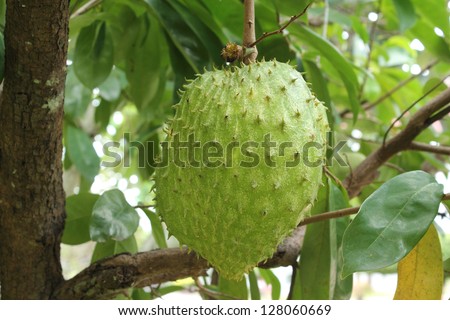 Soursop fruit on tree (Annona muricata L.) Royalty-Free Stock Photo #128060669