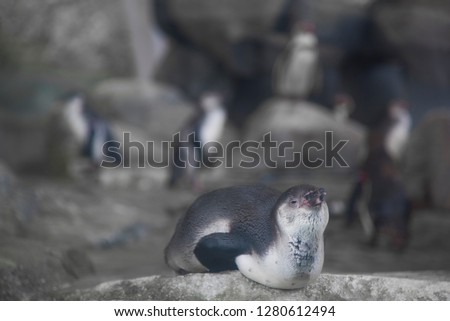 The humboldt penguins