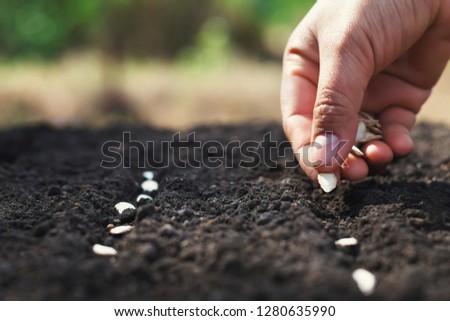 hand planting pumpkin seed in the vegetable garden and light warm. agriculture concept 