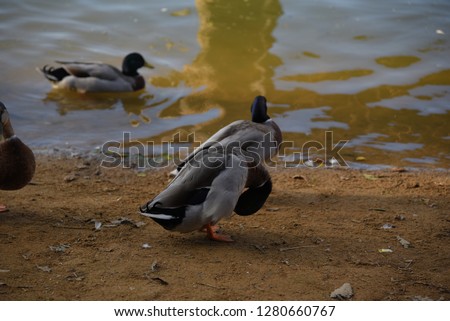 A swarm of cute ducks swimming at the Chan ka Phak garden