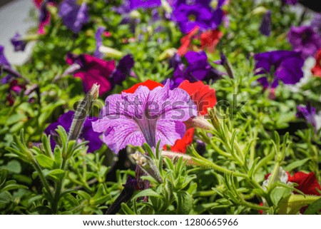 petunia flower close up with green color and red colors blooming - photo Royalty-Free Stock Photo #1280665966