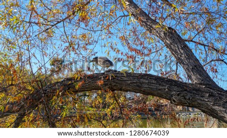 Bird perching in a tree in San Diego