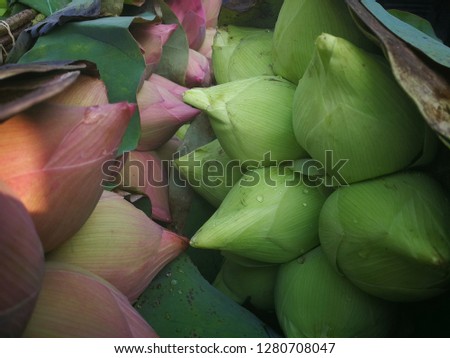 Lotus thailand for buddha and distribution of farmer lotus flower harvested from plantations for sale in the market