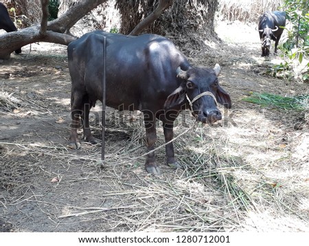 asian buffalo also called as wild water buffalo, Bubalus arnee, domestic Asian water buffalo, Bubalus bubalis