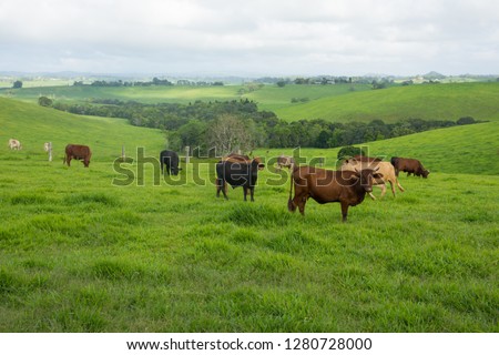 Australian Cattle farm with green pasture, brown cows and dark stormy skies  Royalty-Free Stock Photo #1280728000