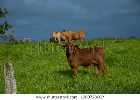 Australian Cattle farm with green pasture, brown cows and dark stormy skies  Royalty-Free Stock Photo #1280728009