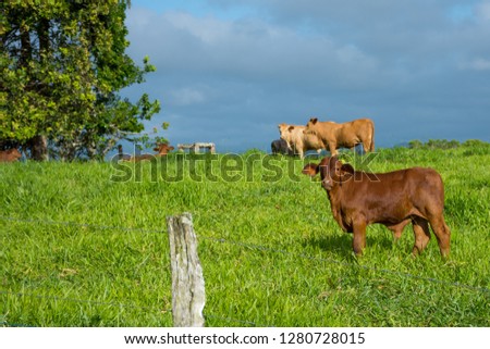 Australian Cattle farm with green pasture, brown cows and dark stormy skies  Royalty-Free Stock Photo #1280728015