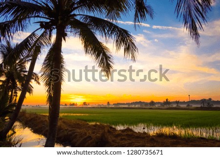 Silhouette of coconut palm trees refreshed in the morning.Green fields alternate with blue skies and sunlight