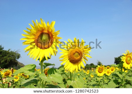 yellow sunflower is blooming in winter season with blur background
