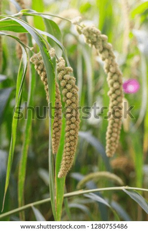 Millet is grown in the fields