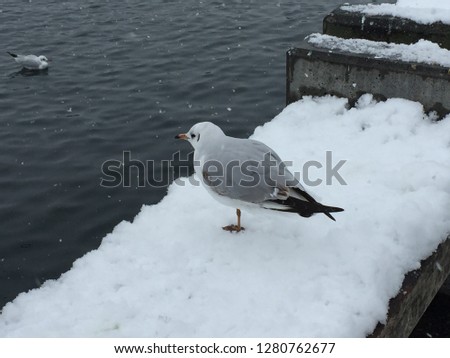Seagull standing on one feet at lake side