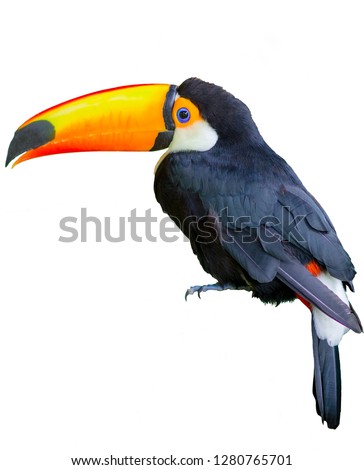 Beautiful toucan isolated on a white background