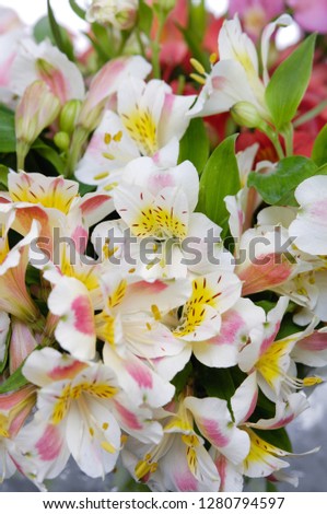The Orchid flowers. Beautiful floral background


