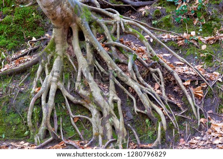 The roots of a tree