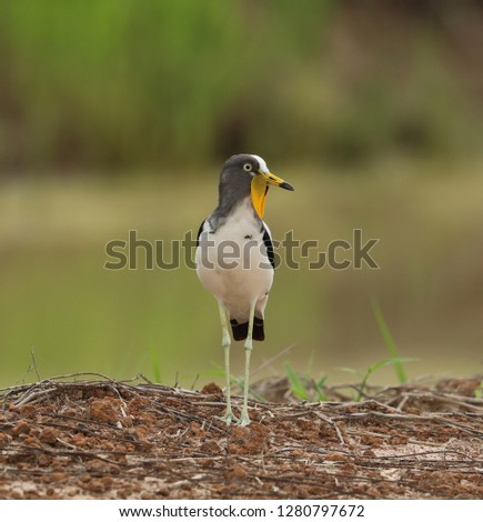 White-crowned Lapwing standing in the edge of river side