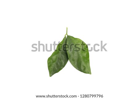 Green Withered leaves or leaf isolated on white background.