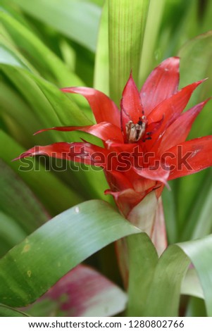 Exotic flower close up