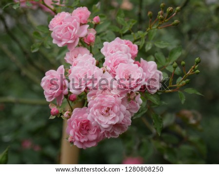 group of pink roses