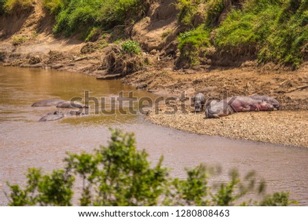 Hippopotamos lying on the river of the Masai Mara, Kenya