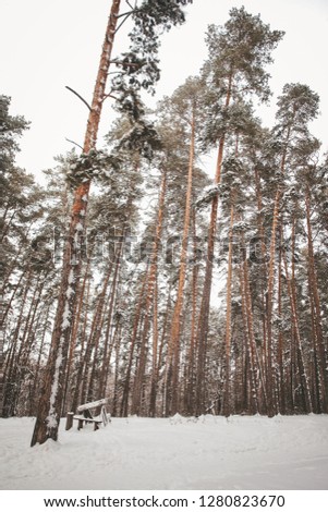 Winter forest landscape with snow-covered high fir trees