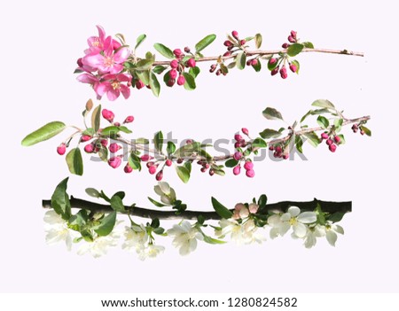 Blossoming fruit branch isolated on light background. Photo of blossoming tree brunch with white and pink flowers Beautiful Cherry.