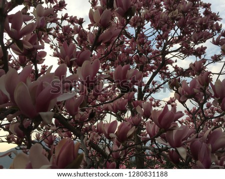 Magnolia flower blooming in spring in China