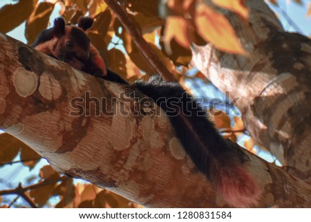 Giant Indian squirrel 