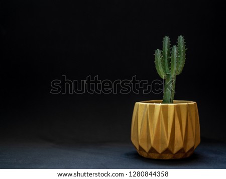 Golden metallic geometric planter on black background with copy space. Modern beautiful painted concrete planter and cactus plants or succulent plants. Home and garden decoration concept.