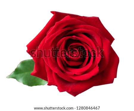 top side of single red rose on white background with clipping path