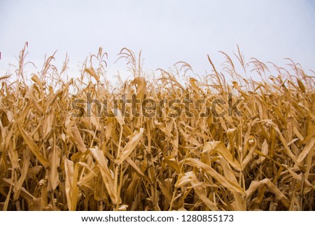 Close up nature photo Idea of a rich harvest