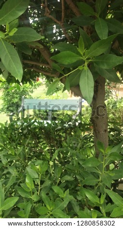 Its a picture of bench view through the leafs and tree.