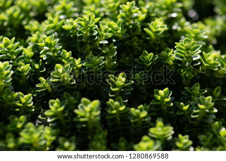 Green foliage of a healthy plant with serrated leaves pattern on summer days. Low key, horizontal background or banner.  - copy space - Image 