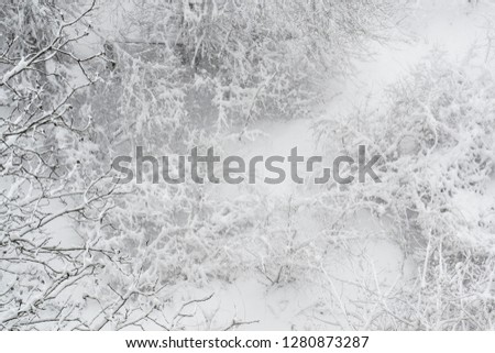 tree branches, bushes, grass covered with snow, top view