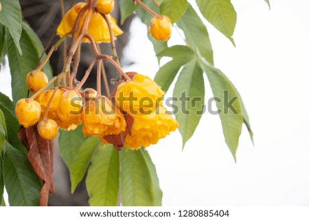 Yellow cotton flowers on white background