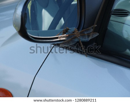 dragonfly looks in the mirror of a car