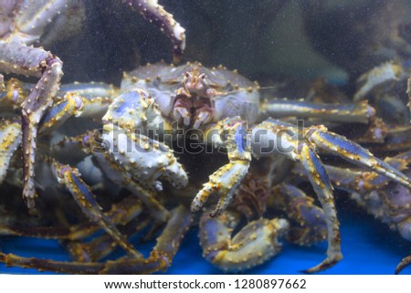 Aquarium's King Crab