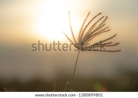 Grass and light at sunset Used as a background image