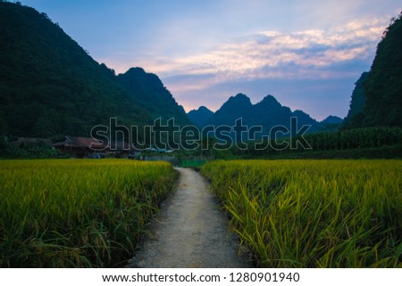 Vietnam traditional house in northern Vietnam. Yellow rice field in village, countryside in Vietnam. Royalty high-quality free stock image of yellow rice fields prepare harvest in valley and mountains